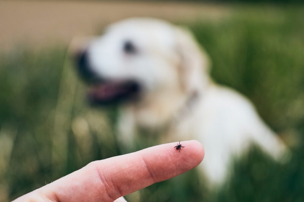 Dr. Schick | Zeckenzange - Zecke auf einem Finger vor einem Hund im Gras